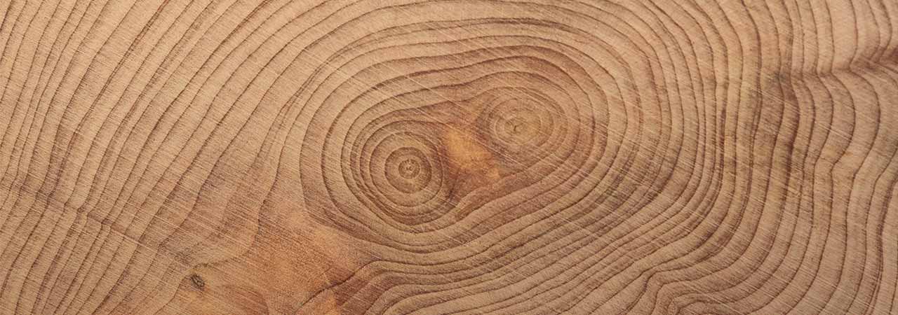 Tree rings close up